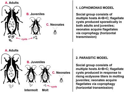 Origin of Mutualism Between Termites and Flagellated Gut Protists: Transition From Horizontal to Vertical Transmission